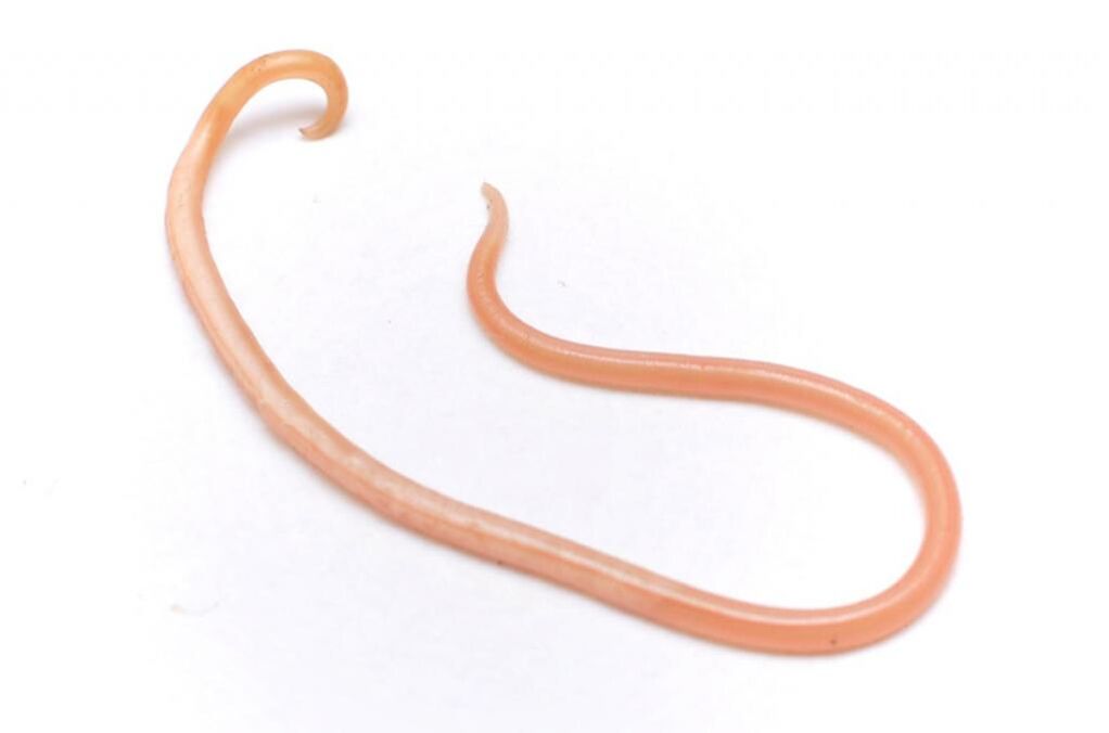 Ascaris es uno de los gusanos más populares. 