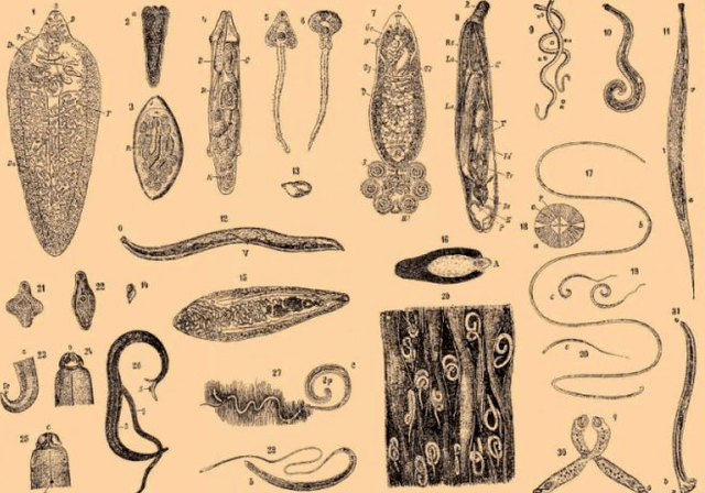 Tipos de parásitos en el cuerpo humano