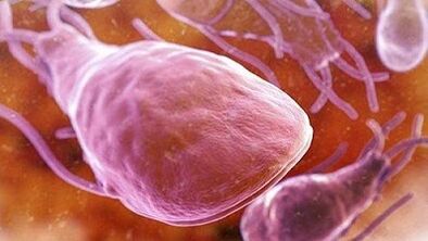 ¿Qué parásitos pueden vivir en el cuerpo humano