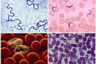 qué parásitos puede haber en la sangre humana