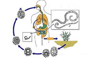 el ciclo de desarrollo de parásitos en el cuerpo