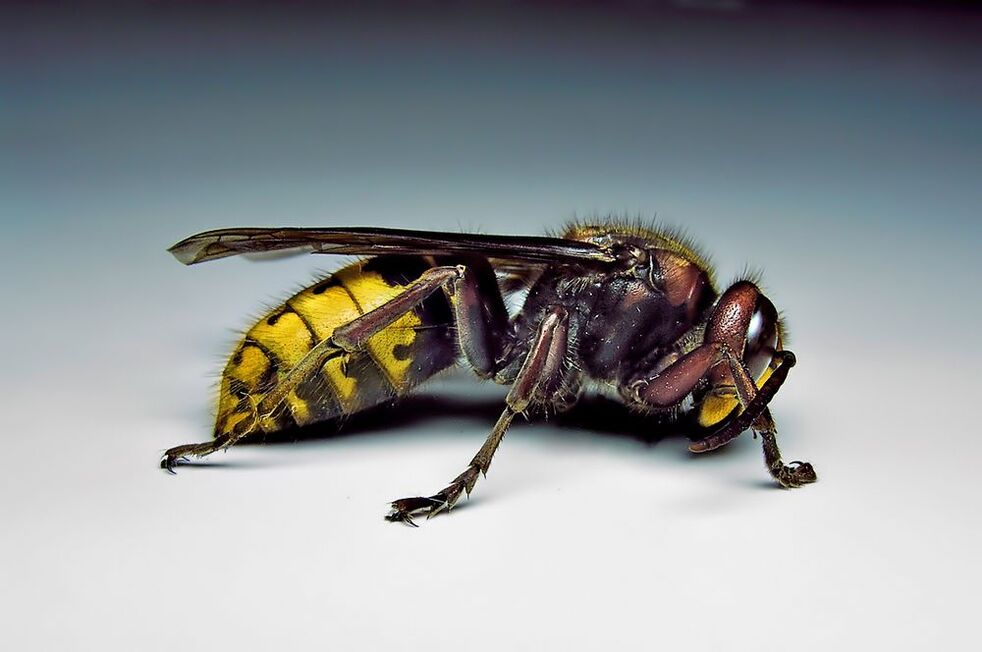 los insectos pueden infectar a los humanos con parásitos