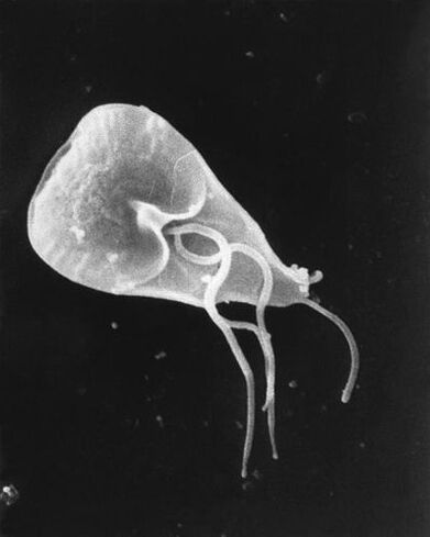 lamblia - un género de parásitos protozoarios flagelados